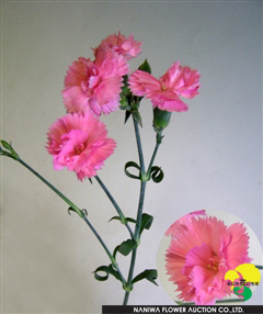 Dianthus caryophyllus (Spray) Pinky SP.jpg